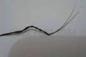 Cara Mengetes Bulu Perindu Asli atau Tidak Secara Mudah
